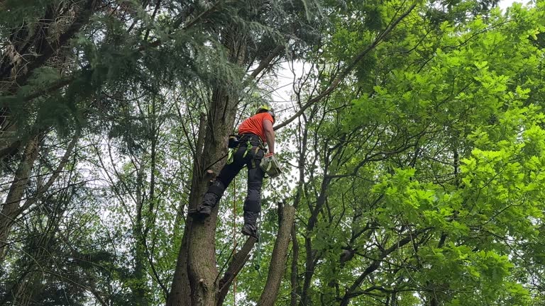 Trusted Leetsdale, PA Tree Removal and Landscaping Services Experts